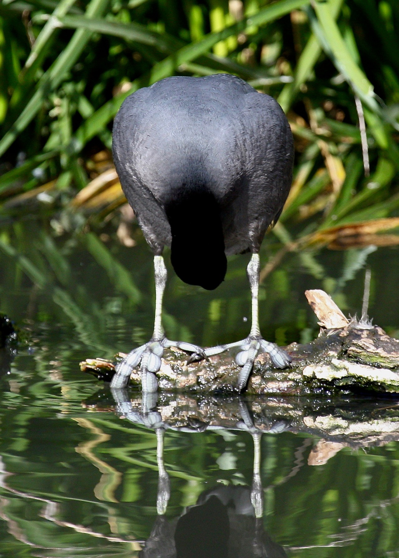 American Coot - Preening