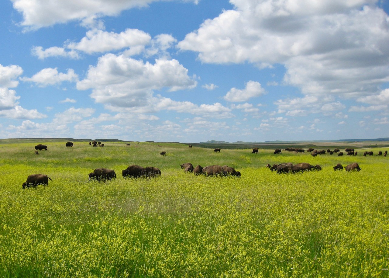 Bison in the Meadow