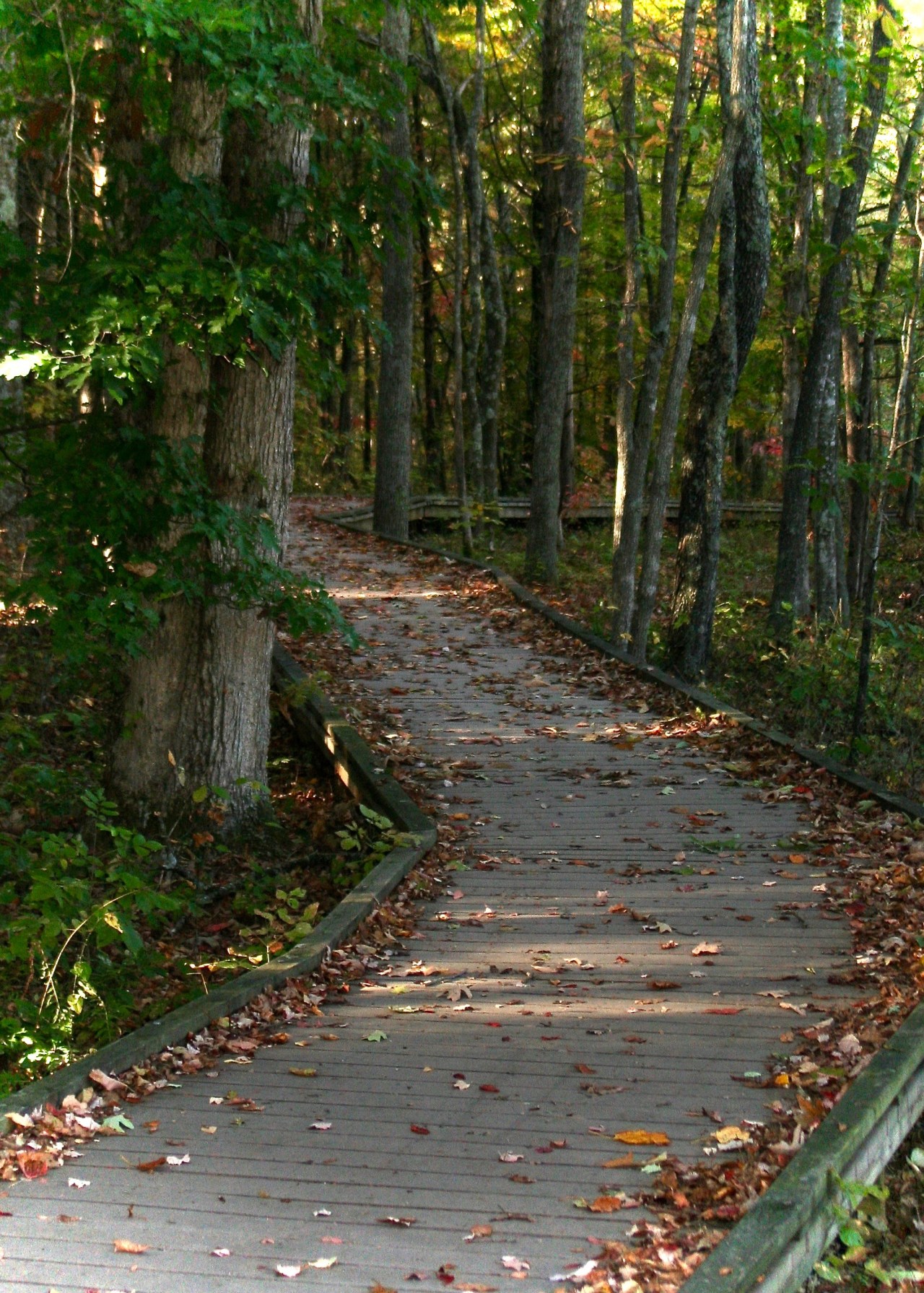 Boardwalk Mammoth Cave NP KY 10-2007