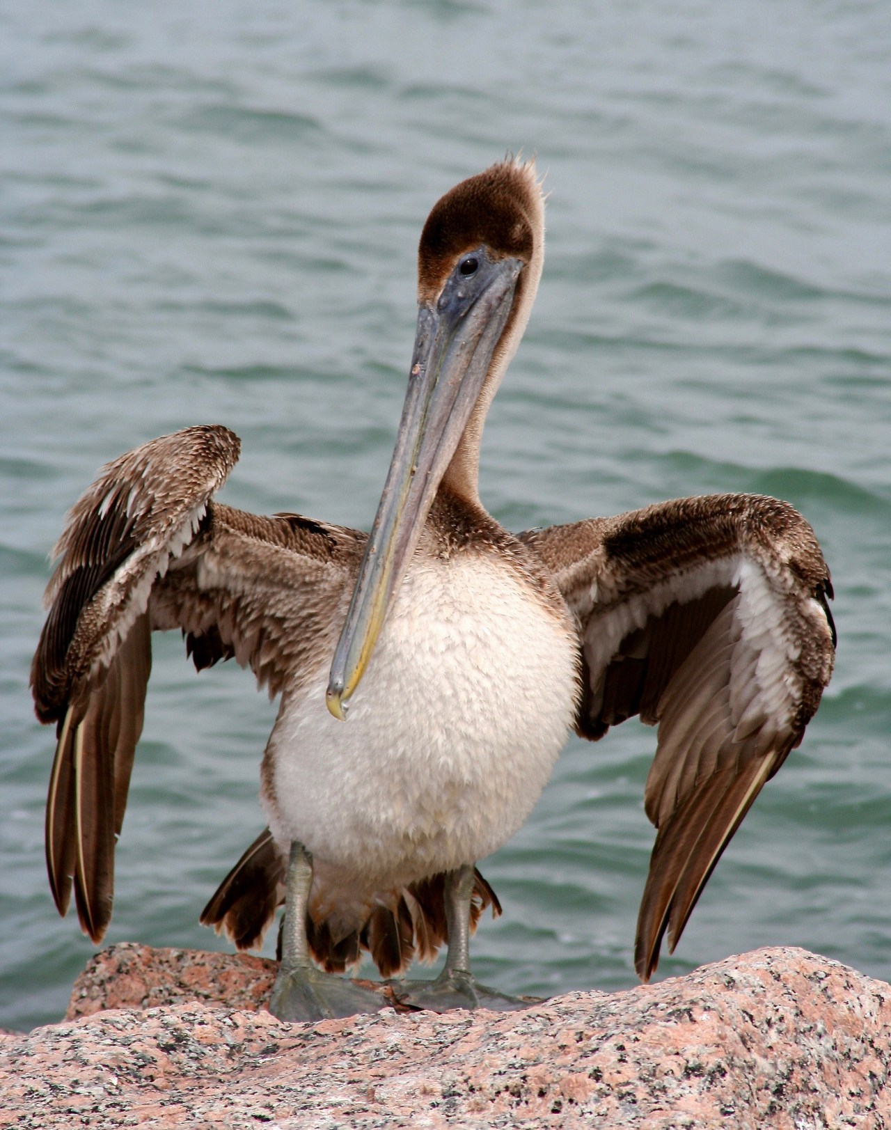 Brown Pelican Port Aransas TX 12-2006