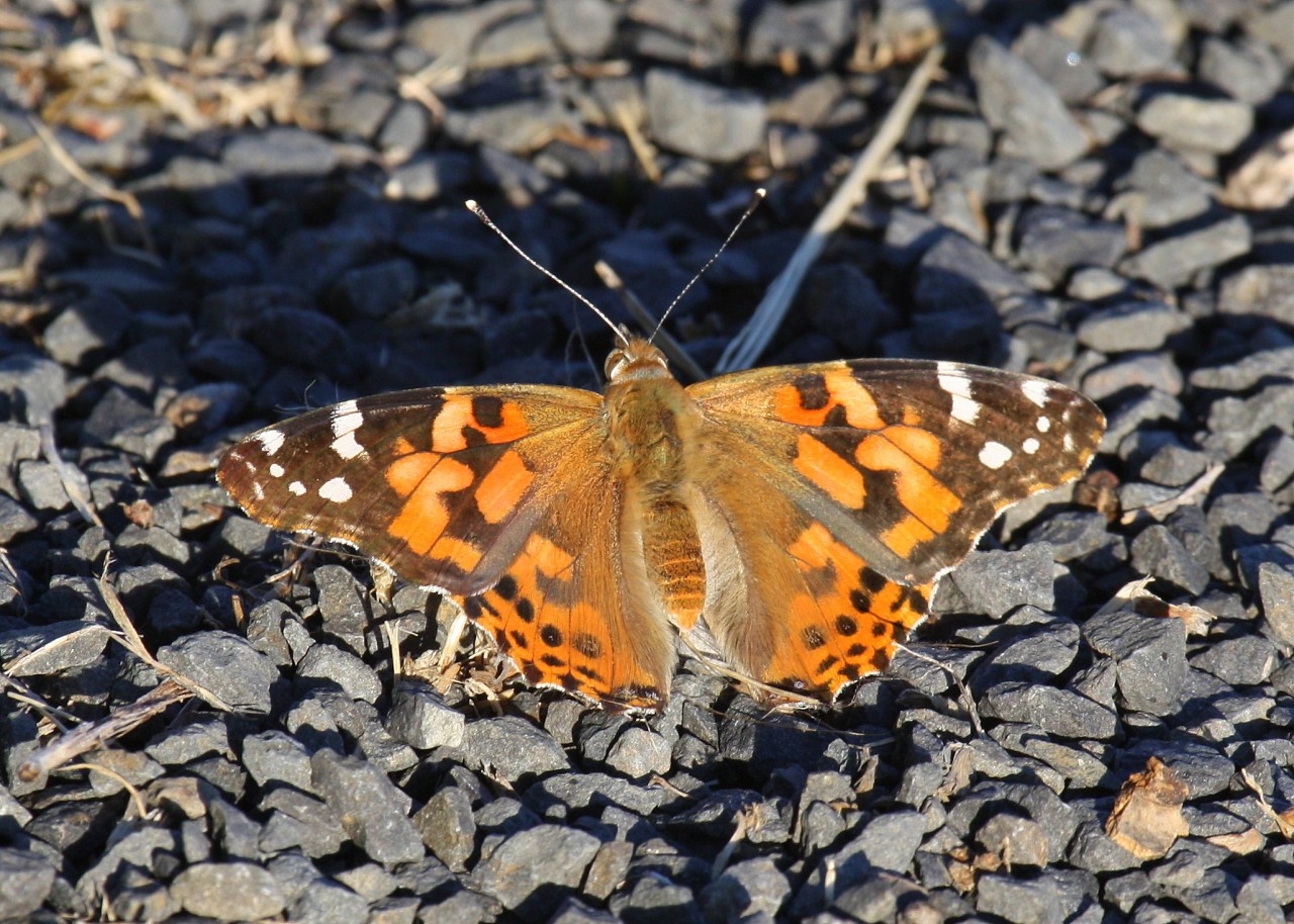 West Coast lady (Vanessa annabella)
