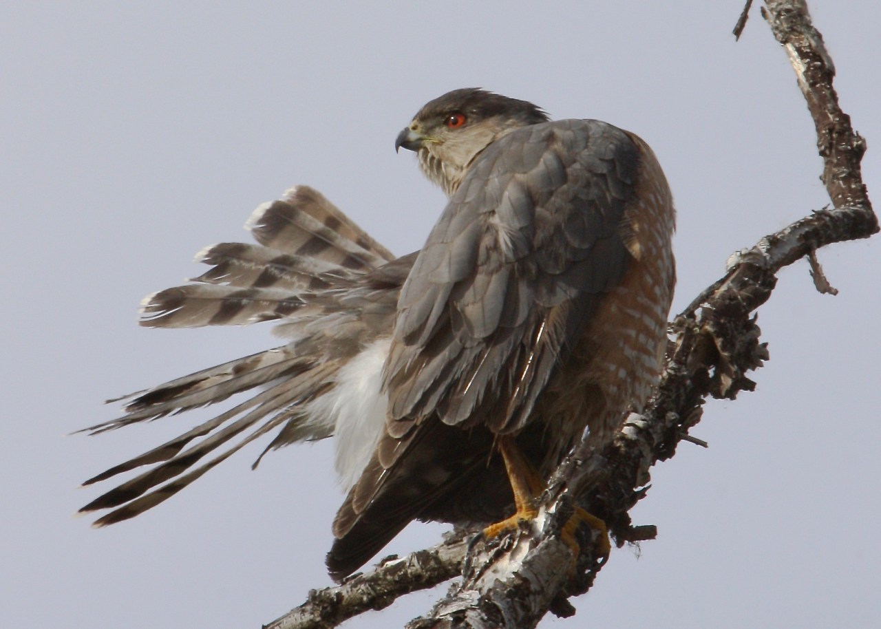 Cooper's Hawk - Preening   Accipiter cooperii