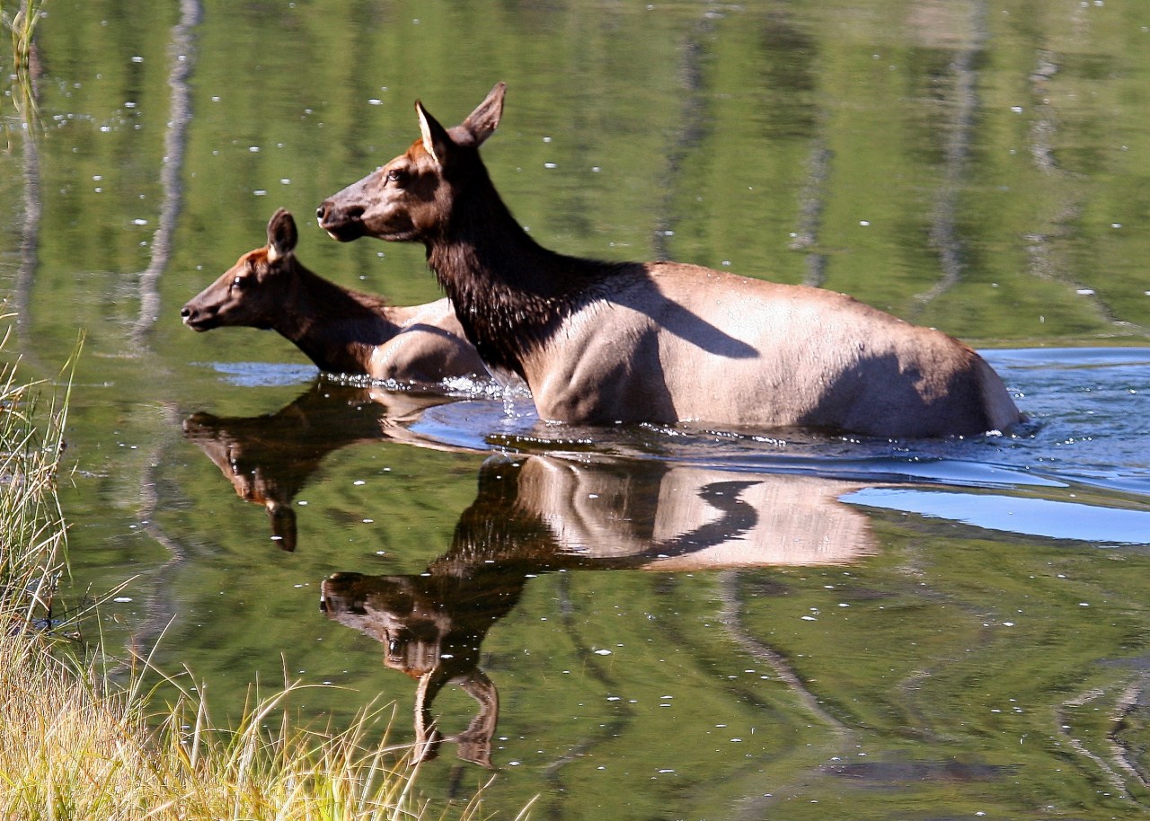 Elk Stag River Yellowstone NP WY 09-2008