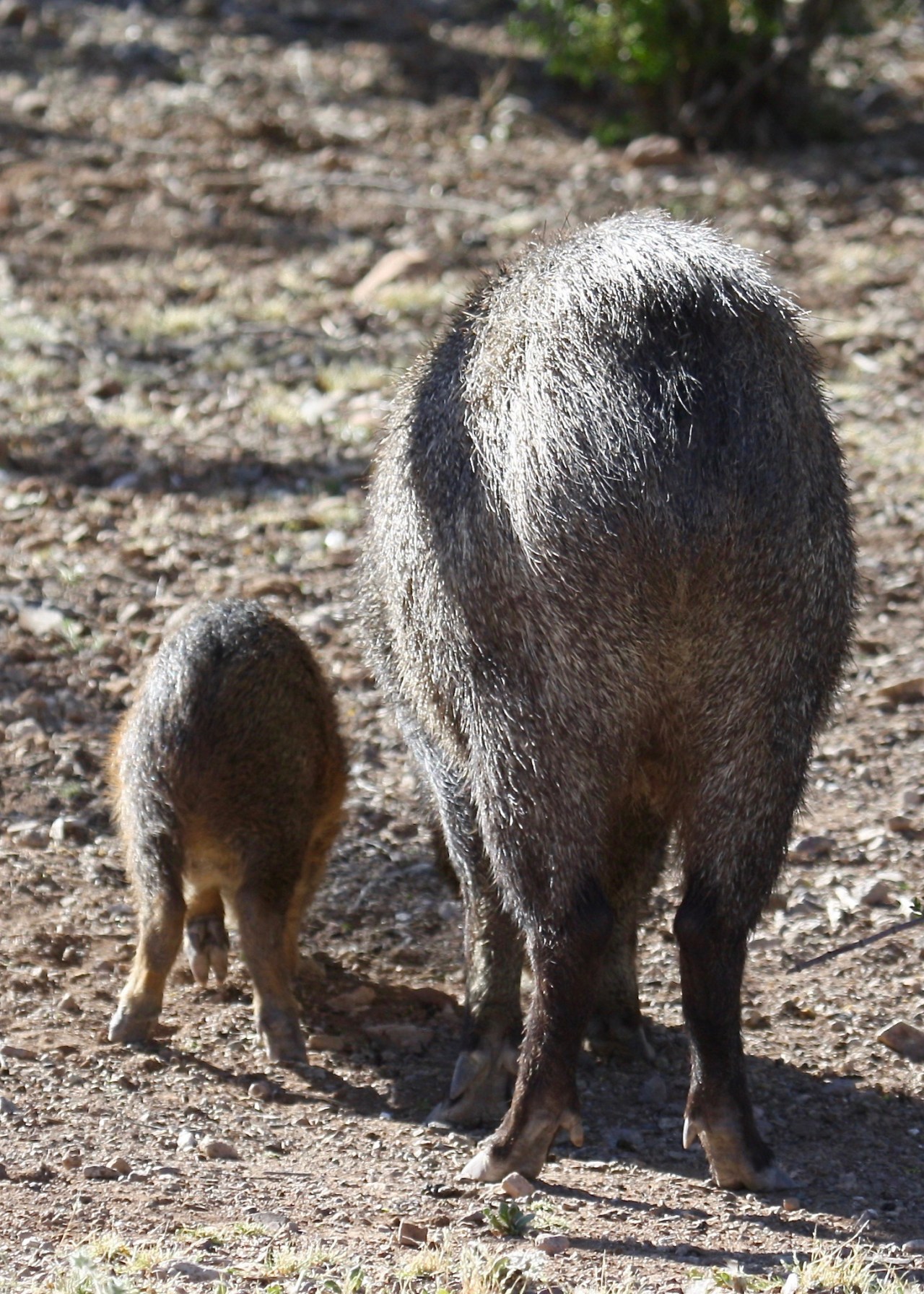 Javelina butts RS Tucson Az 05-2010