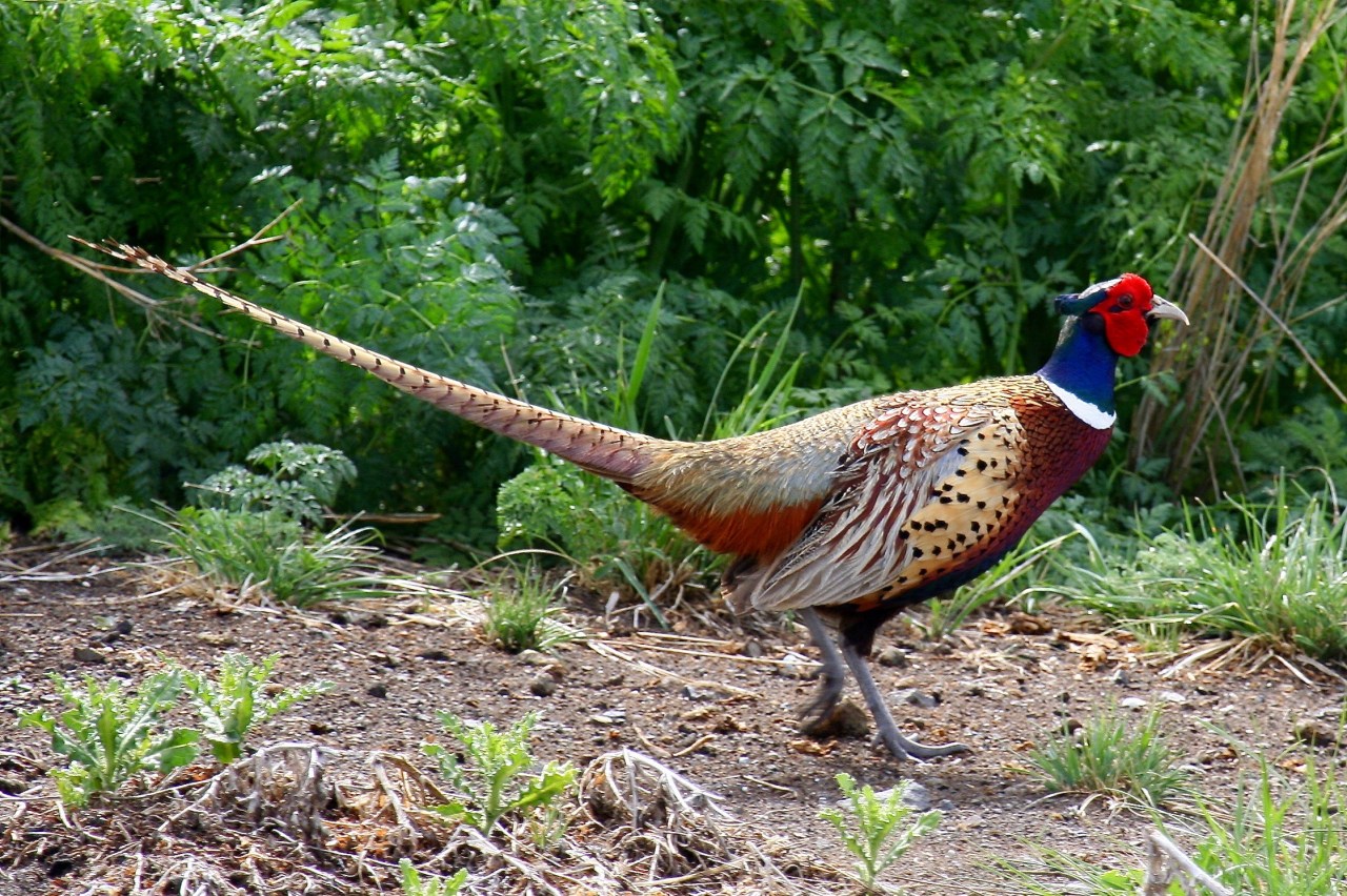Ring-necked pheasant (Phasianus colchicus)