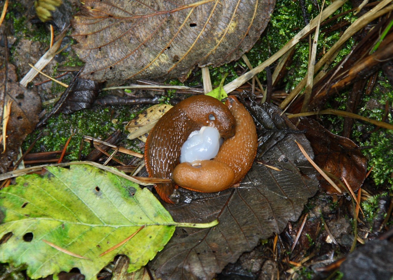 Slug sex Portland OR 09-2013