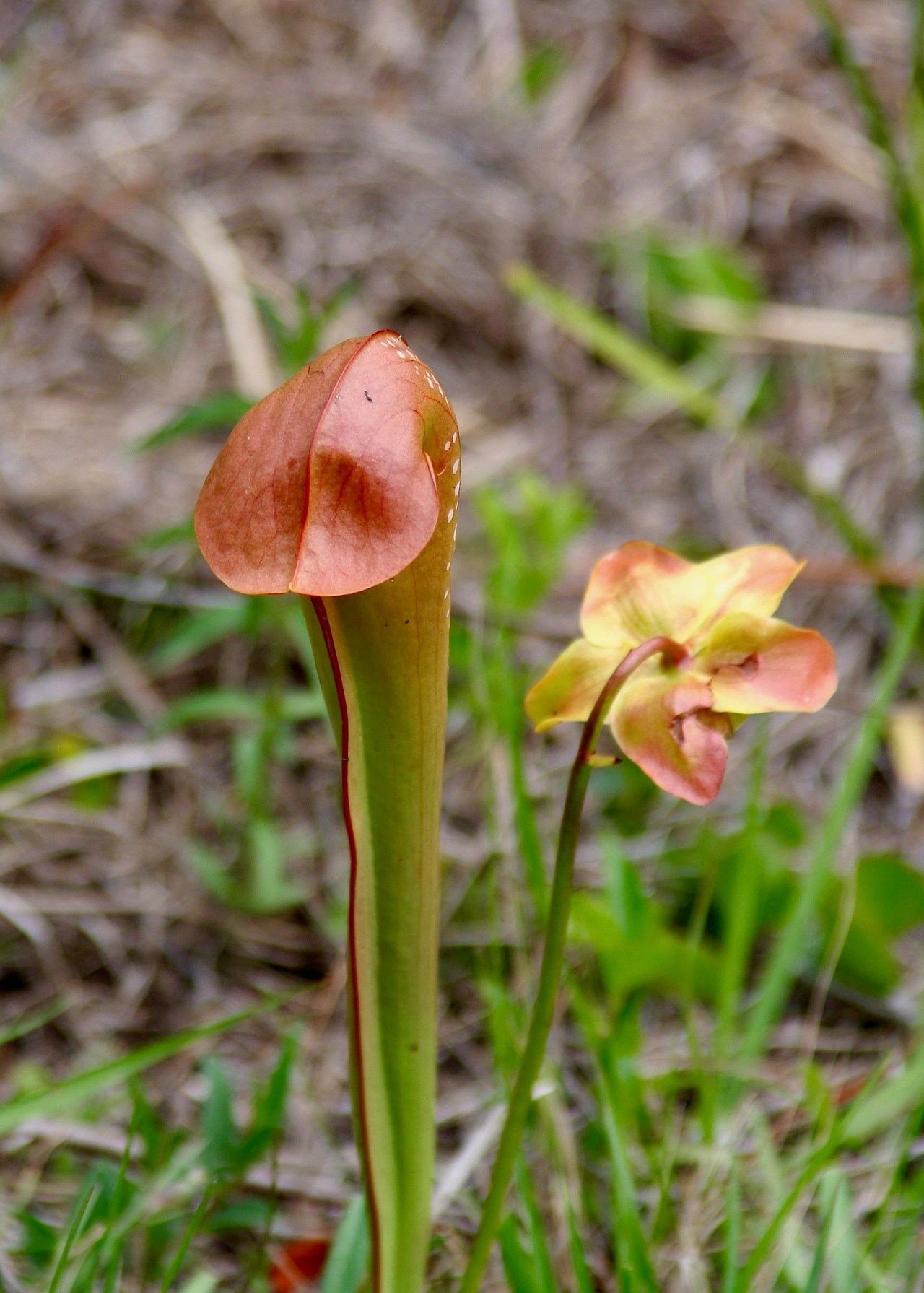 Venus Flytrap3 Okefenokee NWR GA 04-2007.jpg