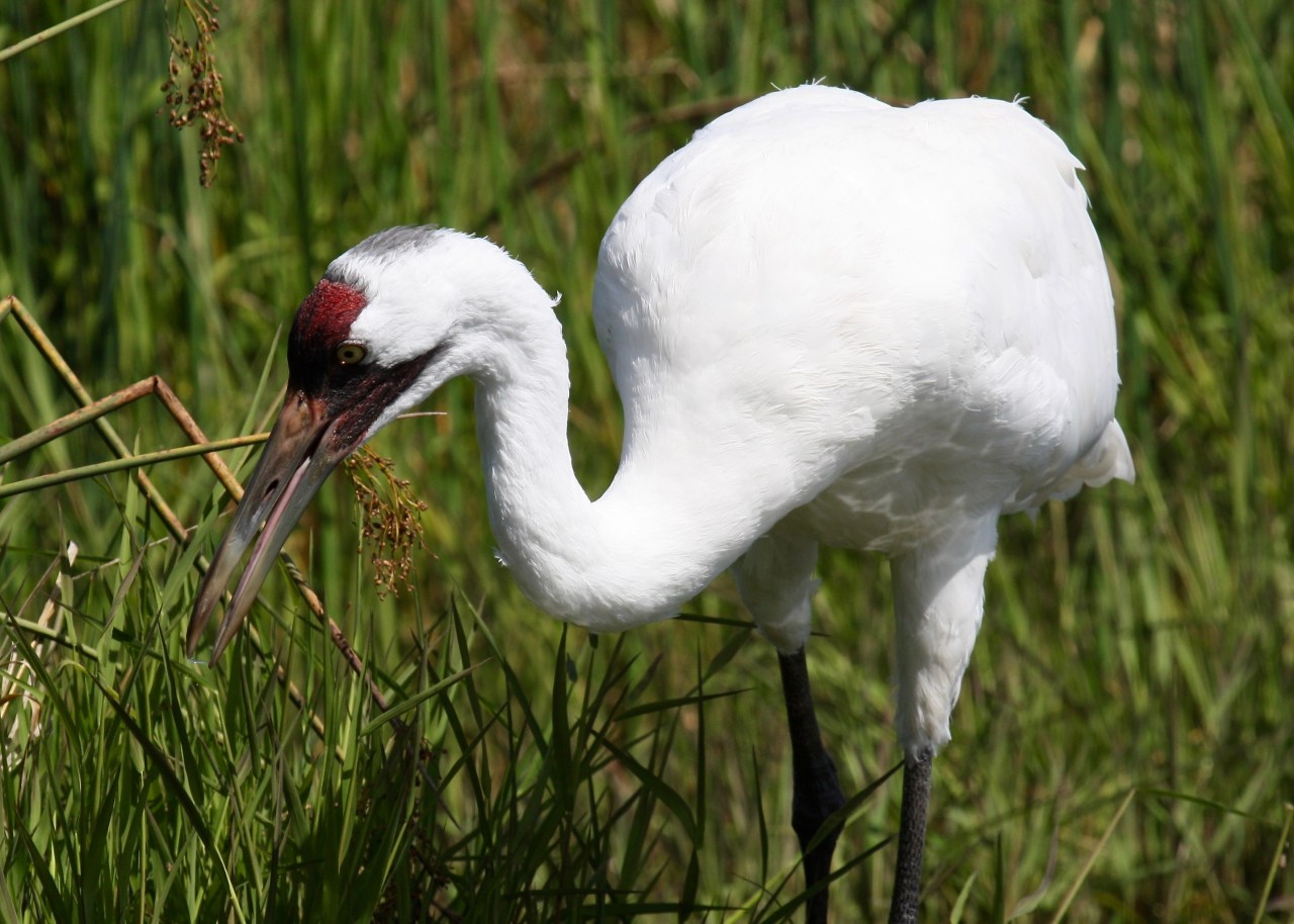 Whooping Crane ICF WI 08-2009