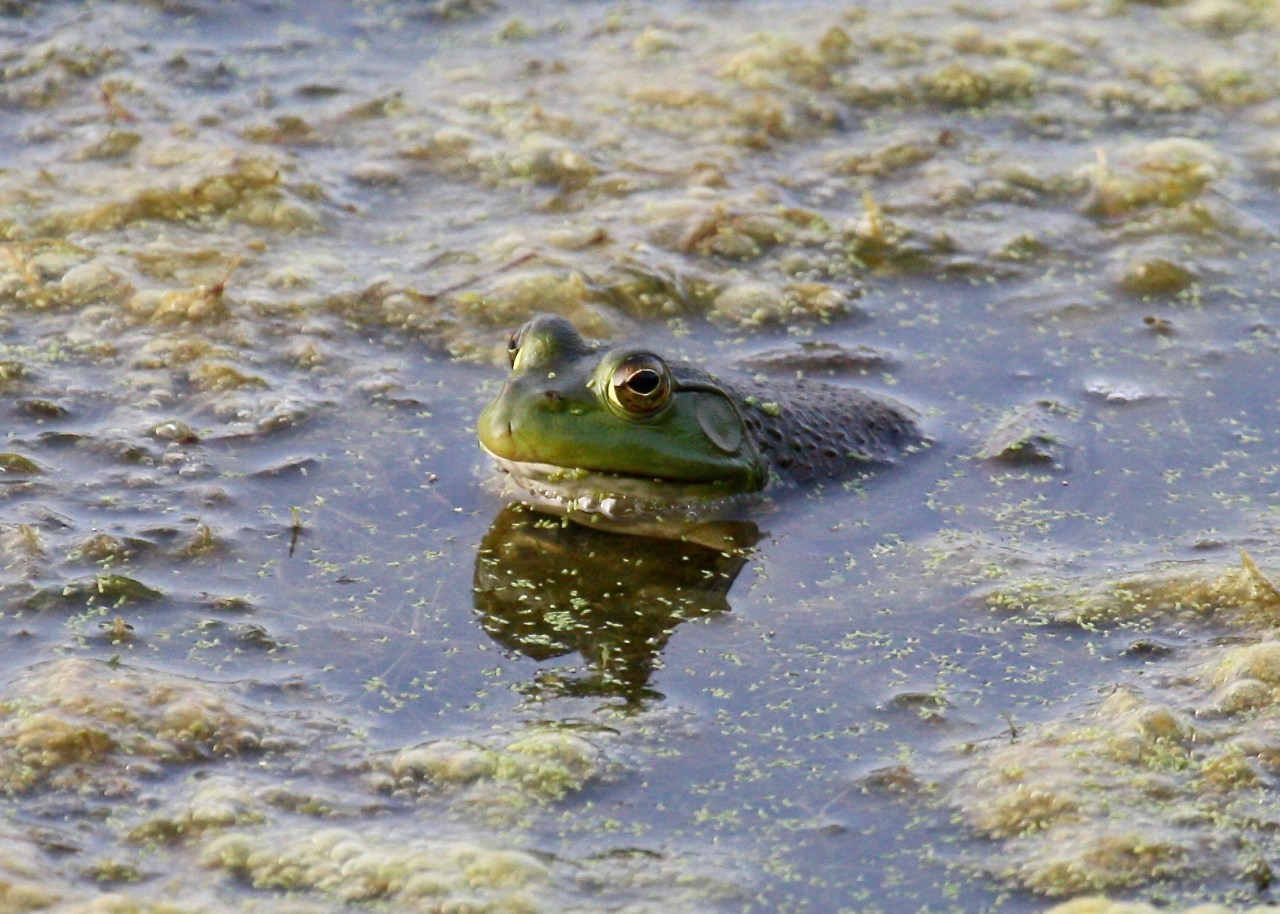 American Bullfrog