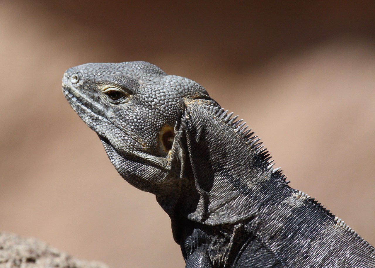 Lizards ASDM Tucson AZ 03-2014