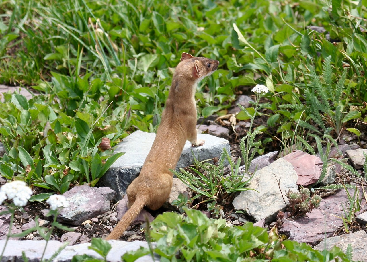 Short-tailed Weasel (Mustela erminea)