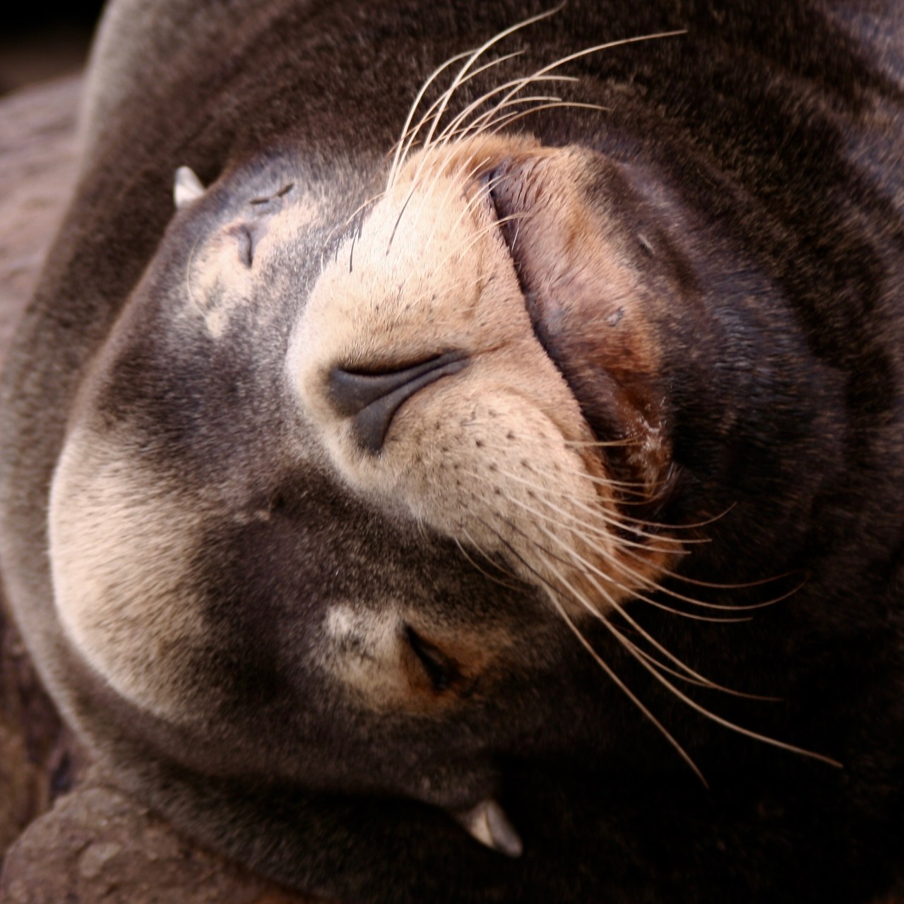 Sea Lion Monterey CA 12-2005