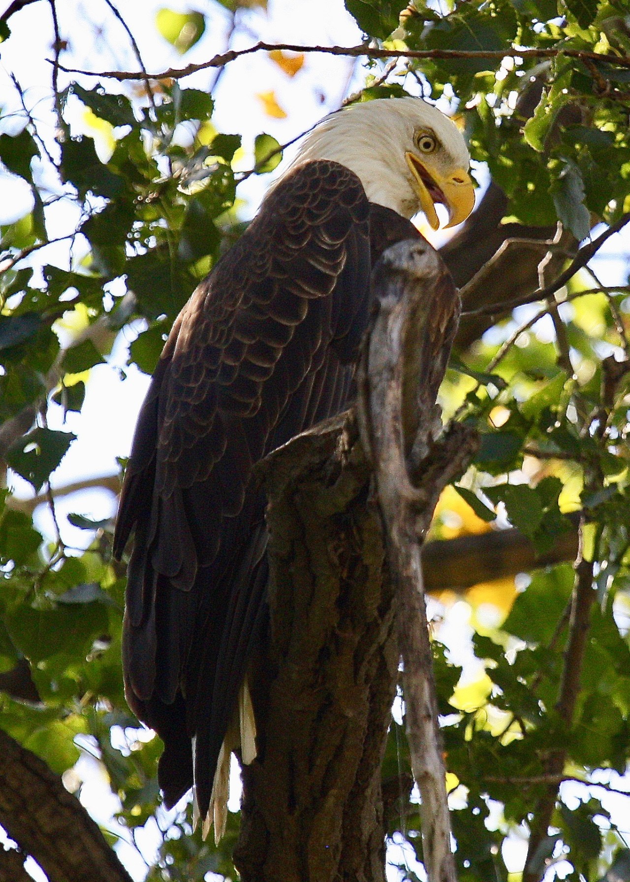 Bald Eagle St. Paul MN 09-2009
