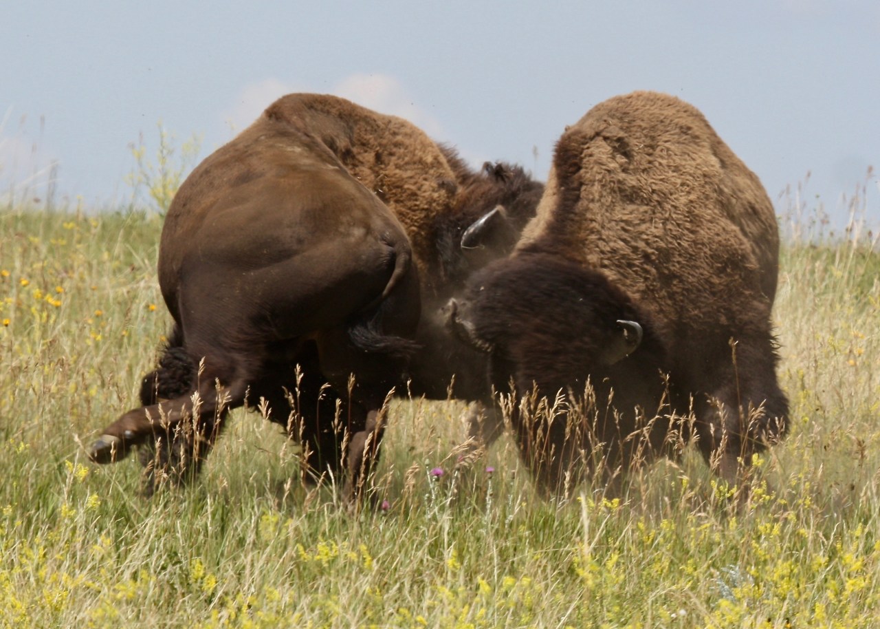 Bison Battle 5