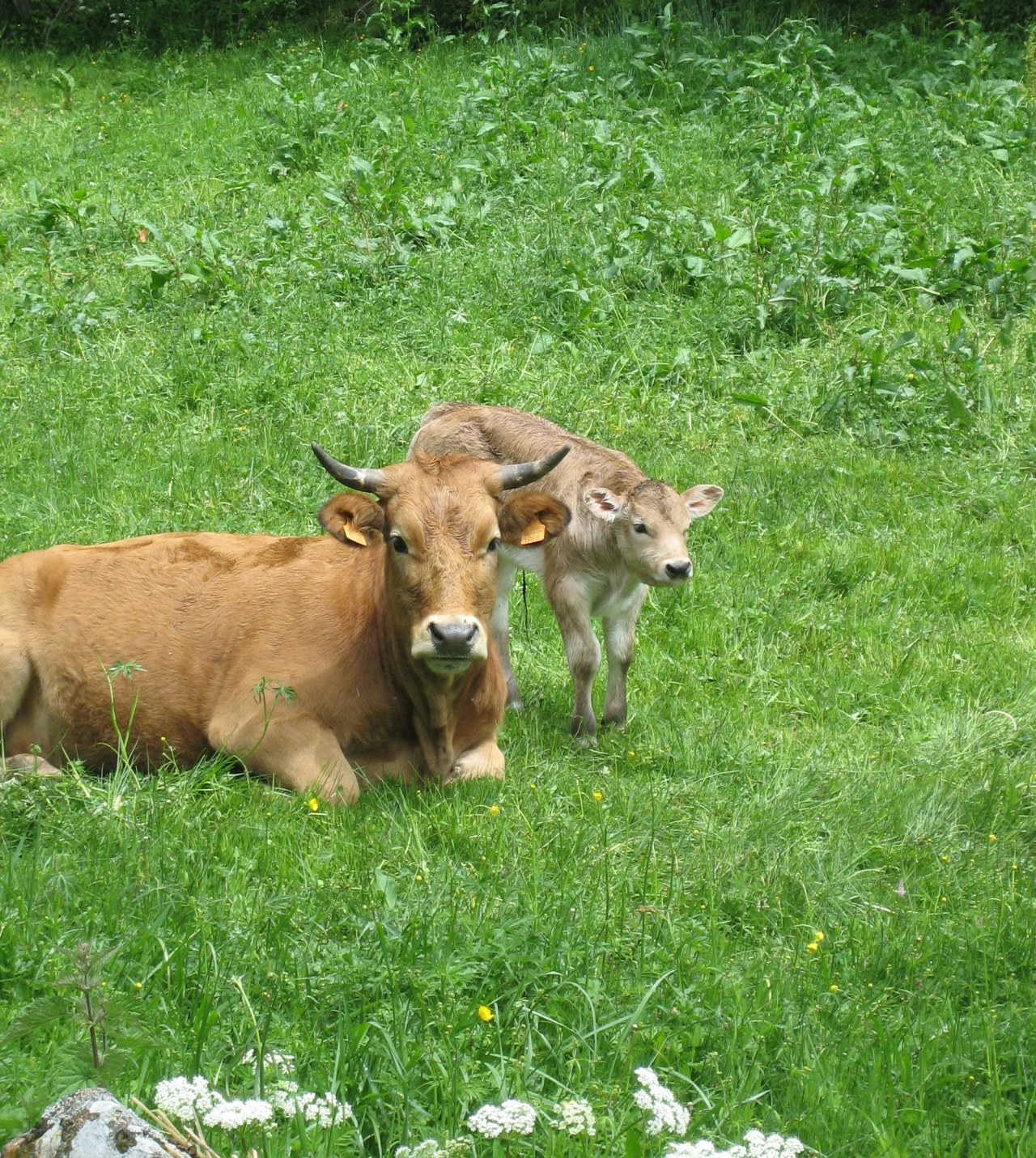 Mother and baby, seen on our hike into a valley east of Villablino