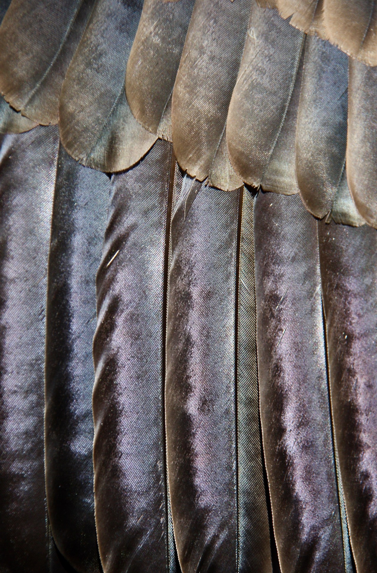 Turkey Vulture2 feathers Portland Audubon OR 06-2012