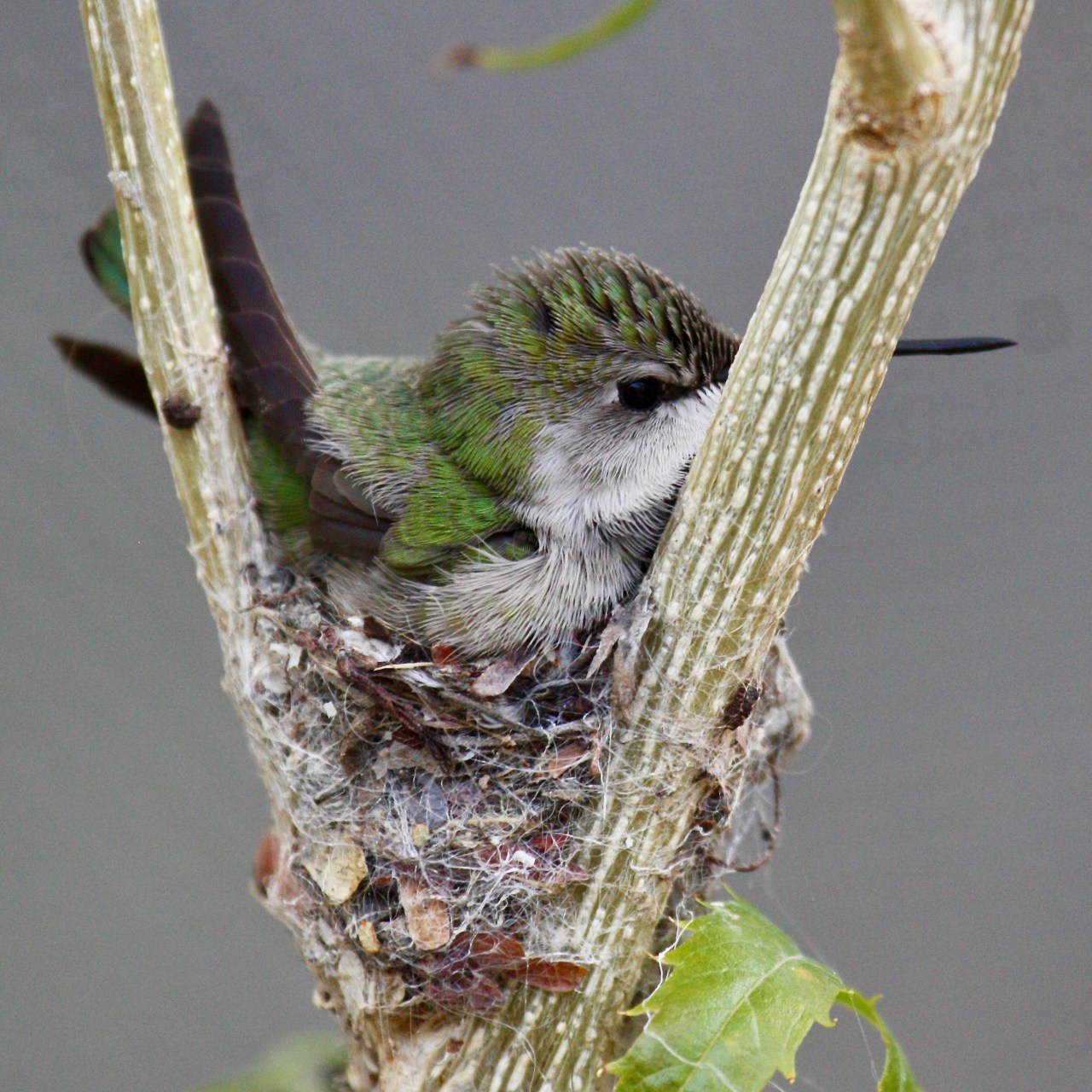 Hummingbird on nest ASDM Tucson AZ 04-2012