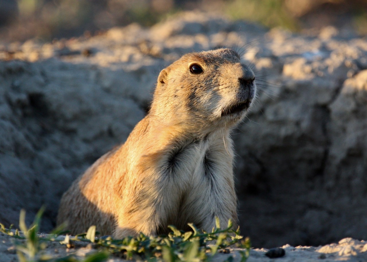 Wary Prairie Dog (Cynomys ludovicianus)