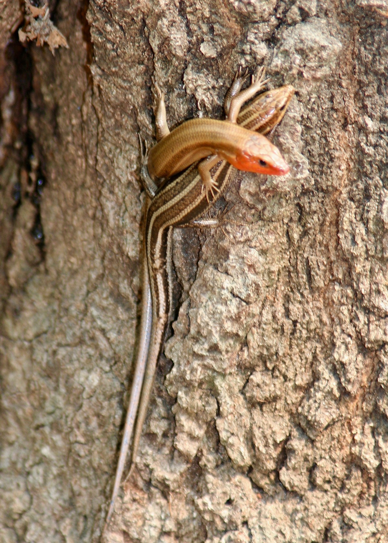 Lizards Savannah GA 04-2007