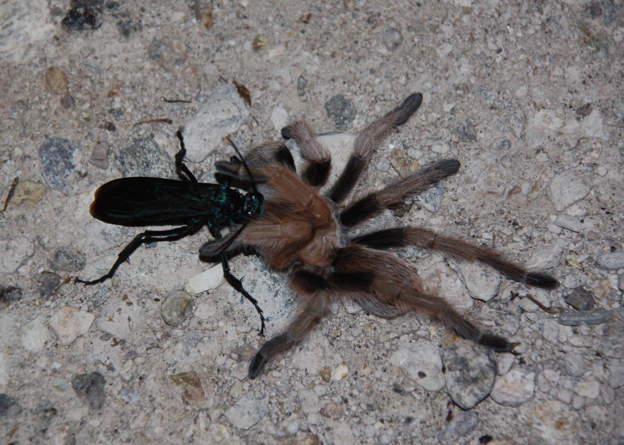 Tarantula Wasp Tarantula RS Tucson AZ 07-2014