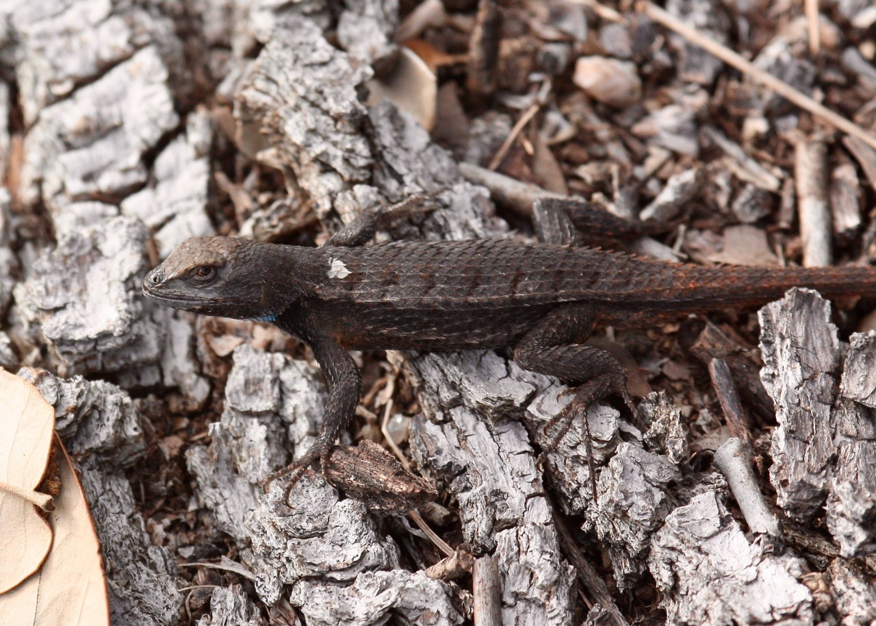 Northern Mesquite Lizard (M) Sceloporus grammicus microlepidotus