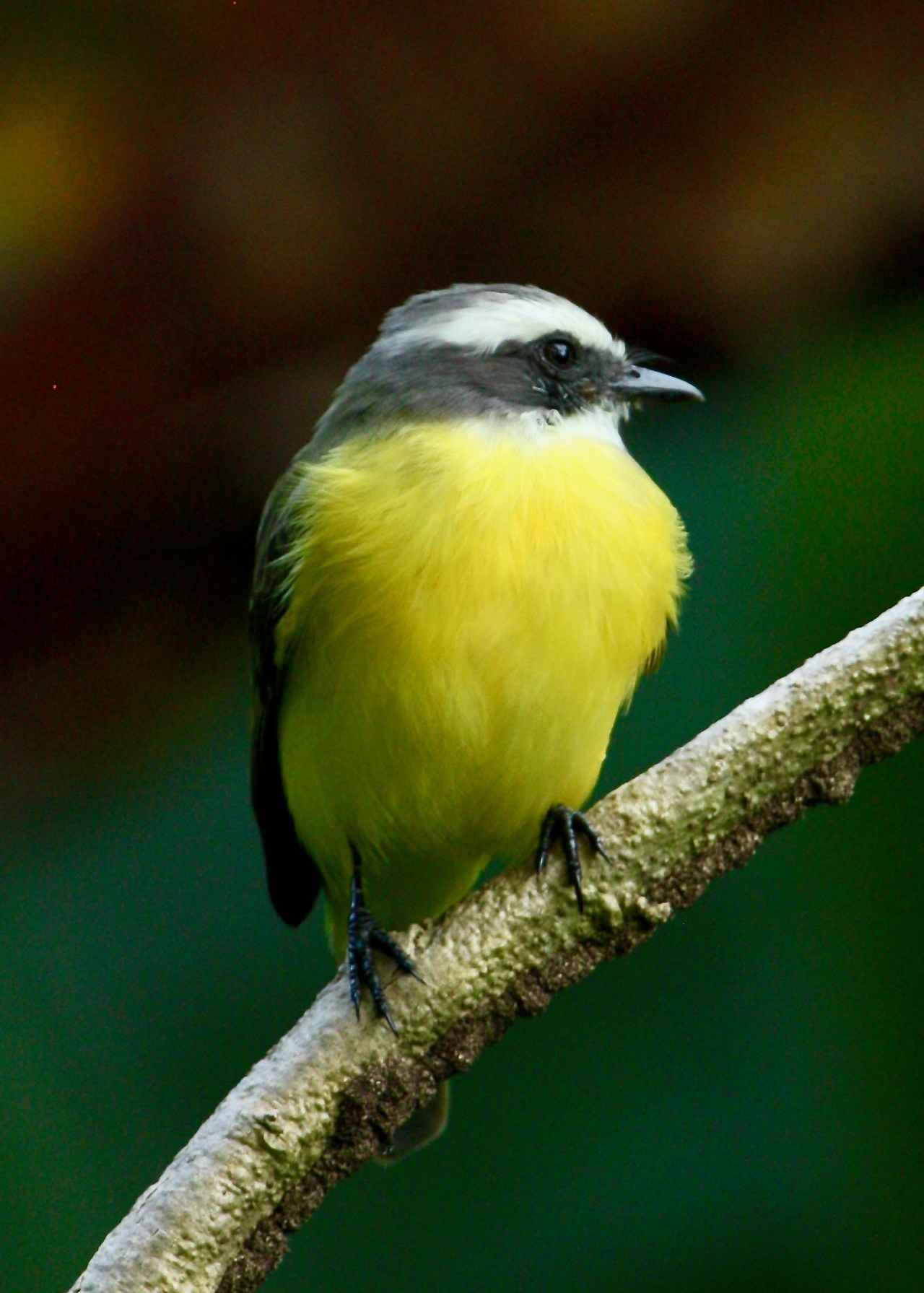 Social Flycatcher (Myiozetetes similis)