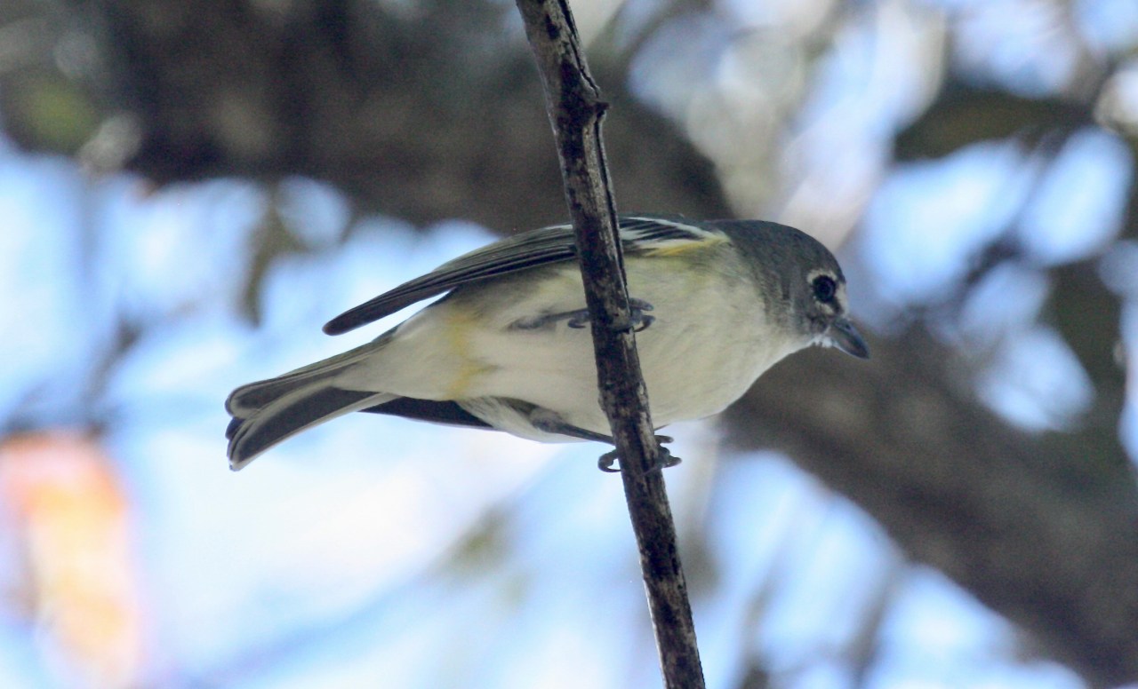 Blue-headed Vireo (Vireo solitarius)