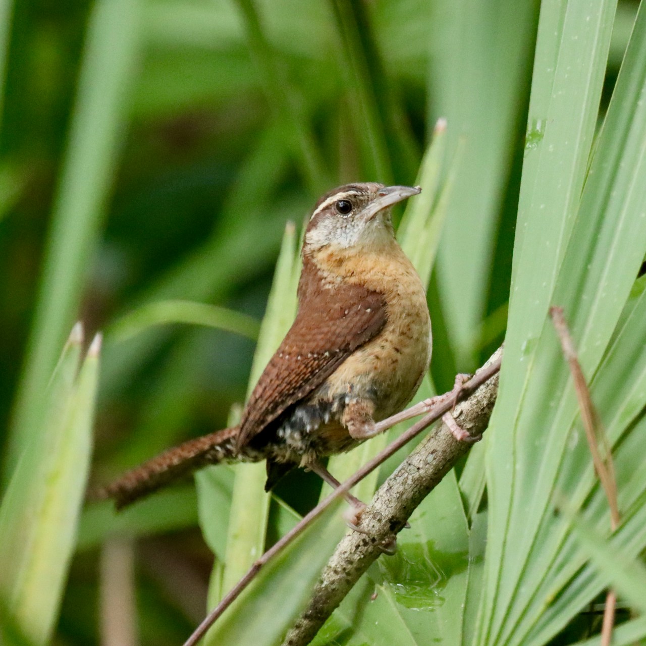 Carolina Wren