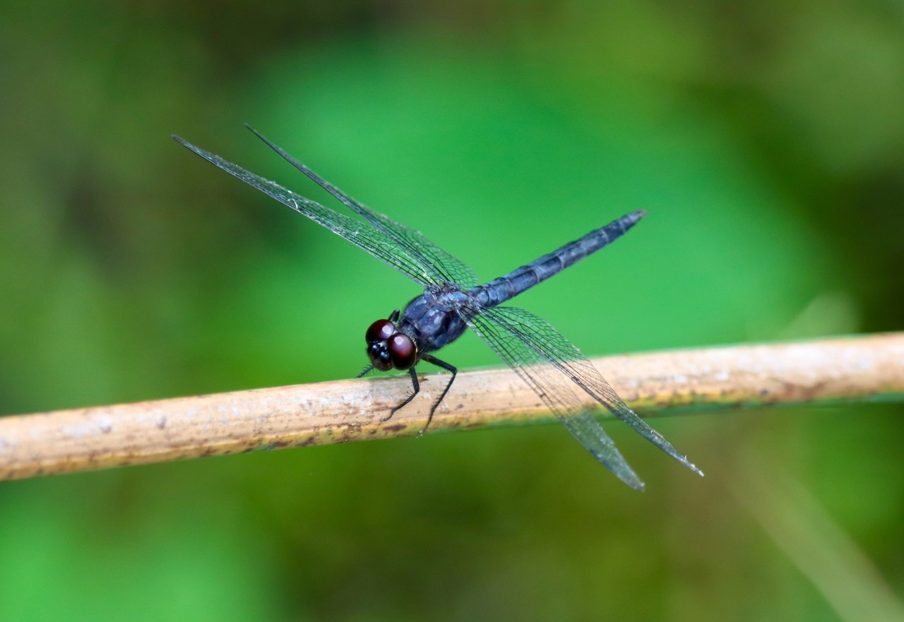 Slaty Skimmer (Libellula incesta)
