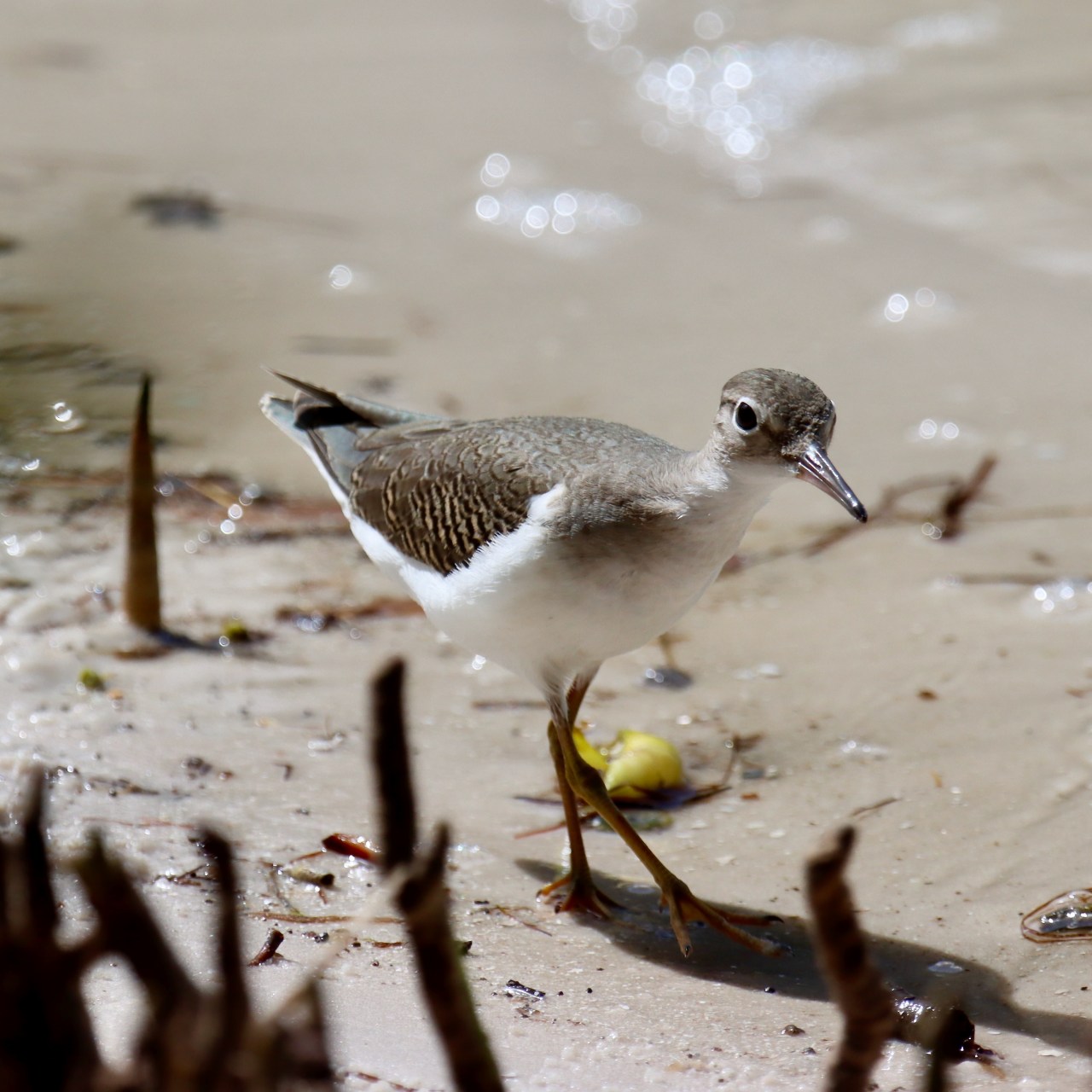 Spotted Sandpiper (Actitis macularius)